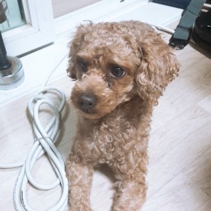 강아지 실종 푸들 광주광역시 광산구