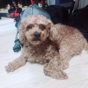 강아지를 찾습니다 강아지 전단지