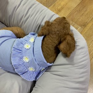강아지를 찾습니다 강아지 전단지