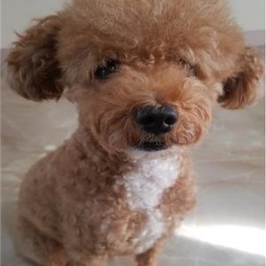 강아지 실종 푸들 광주광역시 광산구