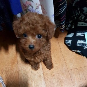 강아지 구조 푸들 부산광역시 연제구