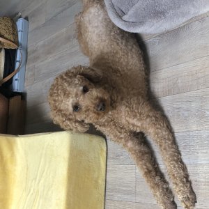 강아지를 찾습니다 강아지 전단지
