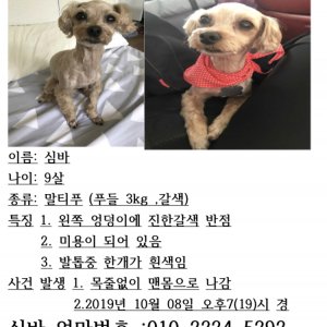 강아지를 찾습니다 강아지 전단지