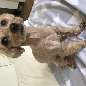 강아지 실종 푸들 경기도 성남시 수정구