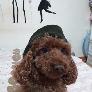 강아지 실종 푸들 경기도 안산시 상록구