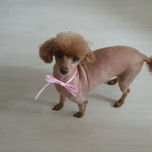 강아지 실종 푸들 강원도 강릉시