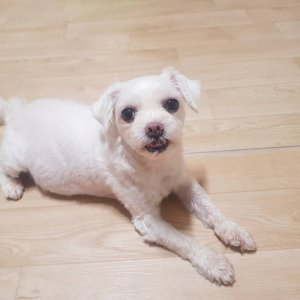강아지를 찾습니다 강아지 전단지