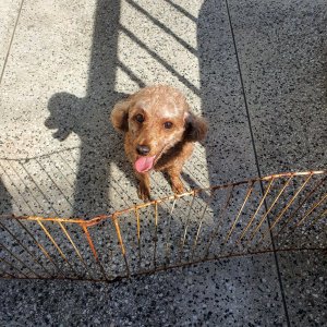 강아지 구조 푸들 대구광역시 달서구