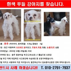강아지를 찾습니다 강아지 전단지