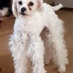 강아지 실종 푸들 충청북도 충주시