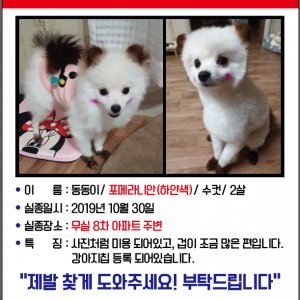 강아지 실종 포메라니언 강원도 원주시