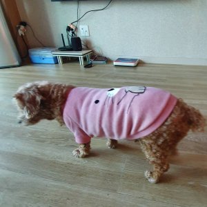강아지를 찾습니다 강아지 전단지