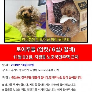 강아지를 찾습니다 강아지 전단지