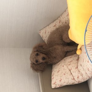 강아지를 찾습니다 강아지 전단지