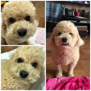 강아지를 찾습니다 강아지 전단지