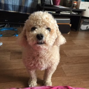 강아지 실종 푸들 충청북도 제천시