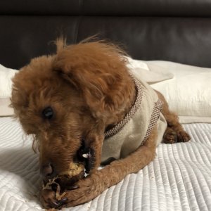강아지 구조 푸들 제주특별자치도 제주시