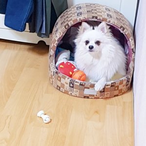 강아지를 찾습니다 강아지 전단지