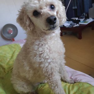 강아지 실종 푸들 경상남도 양산시