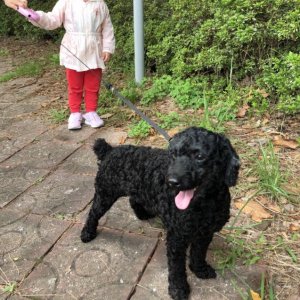 강아지 실종 푸들 전라남도 여수시