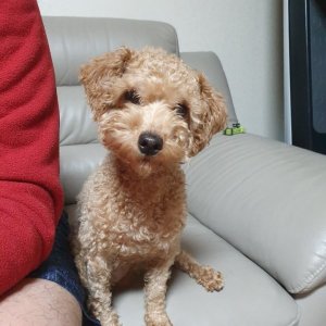 강아지 구조 푸들 인천광역시 동구