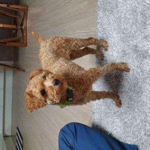 강아지 주인을 찾습니다 강아지 전단지