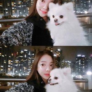 강아지를 찾습니다 강아지 전단지