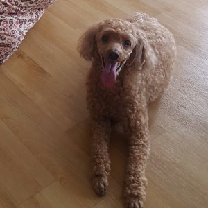 강아지 실종 푸들 경기도 성남시 수정구