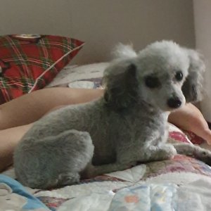 강아지 실종 푸들 부산광역시 남구