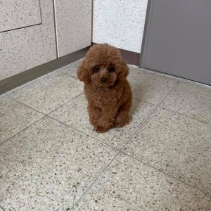 강아지 구조 푸들 광주광역시 광산구