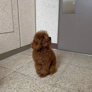 강아지 주인을 찾습니다 강아지 전단지