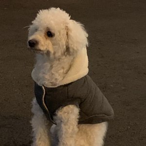 강아지 구조 푸들 충청북도 충주시