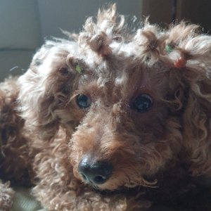 강아지 실종 푸들 전라북도 완주군