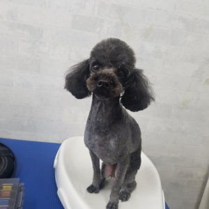 강아지 실종 푸들 대구광역시 동구