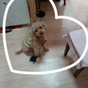 강아지 실종 푸들 경기도 구리시