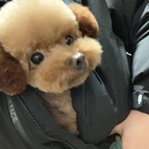 강아지 실종 푸들 인천광역시 계양구