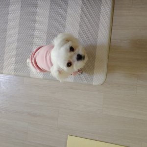 강아지를 찾습니다 강아지 전단지