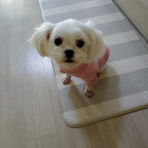 강아지 실종 말티즈 경기도 시흥시