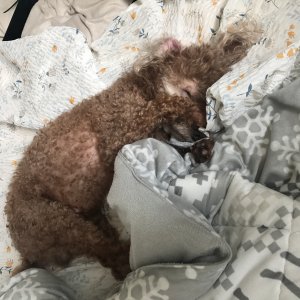 강아지를 찾습니다 강아지 전단지