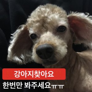 강아지 실종 푸들 경기도 평택시