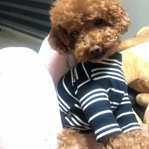강아지 실종 푸들 부산광역시 중구
