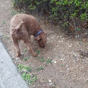 강아지 목격 푸들 부산광역시 동구