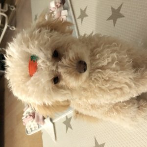 강아지 실종 푸들 경기도 의정부시