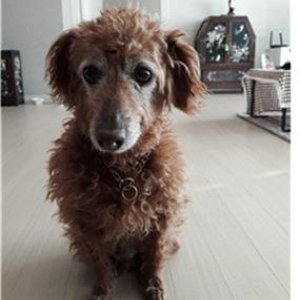 강아지 실종 푸들 전라남도 고흥군