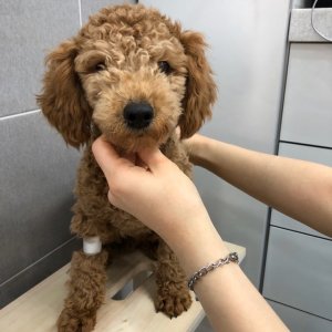 강아지 주인을 찾습니다 강아지 전단지