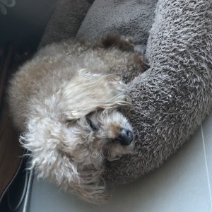 강아지를 찾습니다 강아지 전단지