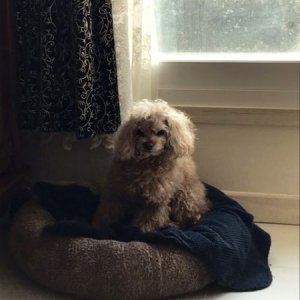강아지 실종 푸들 충청남도 홍성군