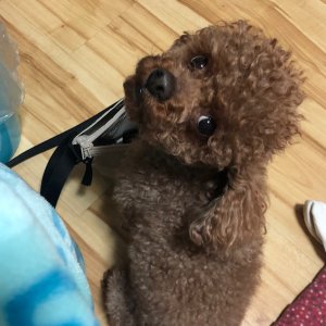 강아지 실종 푸들 경기도 고양시 덕양구