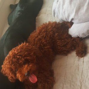 강아지 실종 푸들 충청남도 천안시 동남구