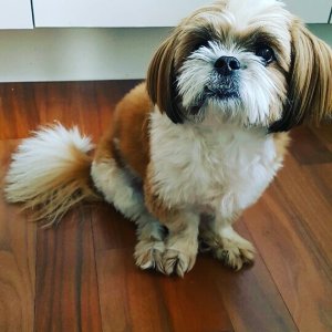 강아지를 찾습니다 강아지 전단지